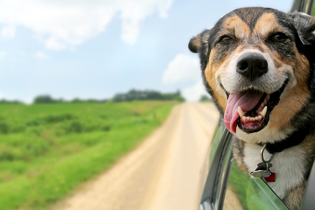 Dog Training in Ponte Vedra dog in car head out window