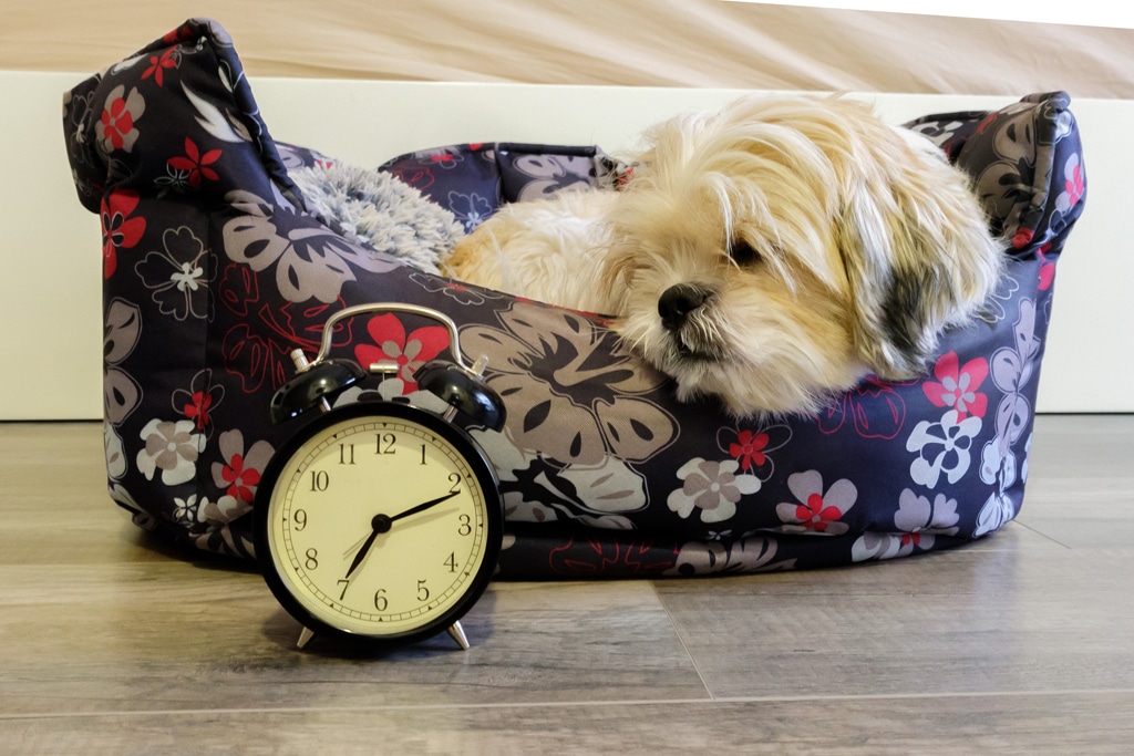 Dog lying in bed turning off an alarm clock