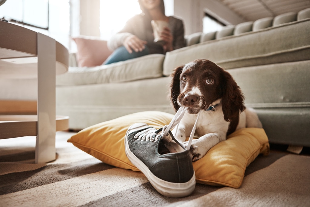 New Puppy Training puppy chewing owners shoe 1024