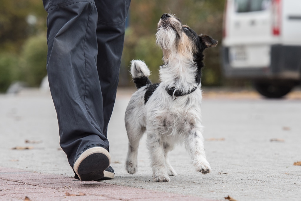 Terrier lookingup at heel1024