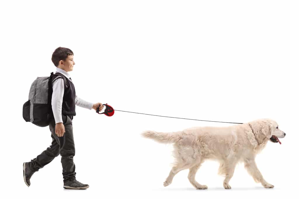 Dorman's Dog Training Schoolboy walking a dog