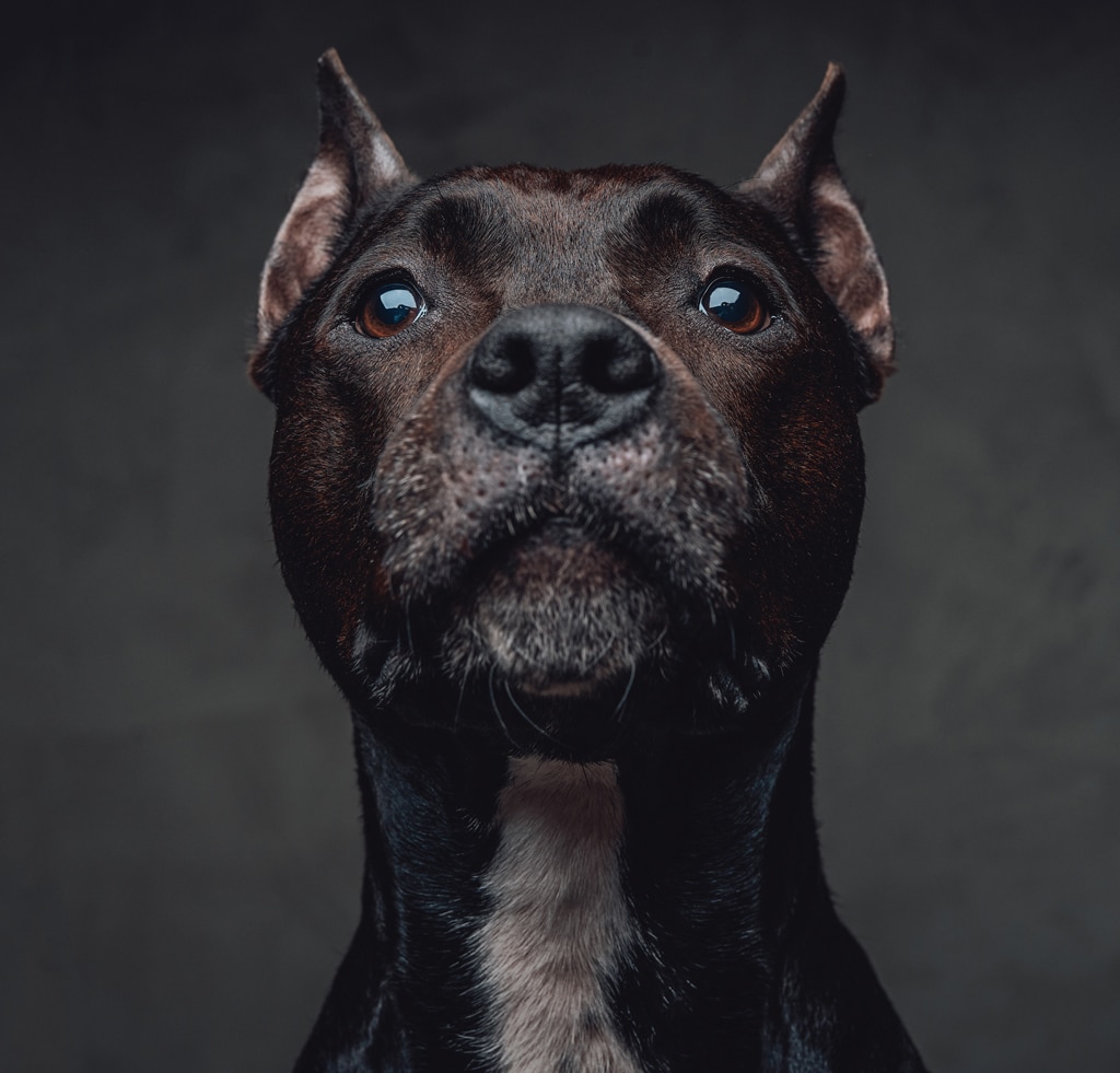 Portrait of dark brown bullterrier against dark background
