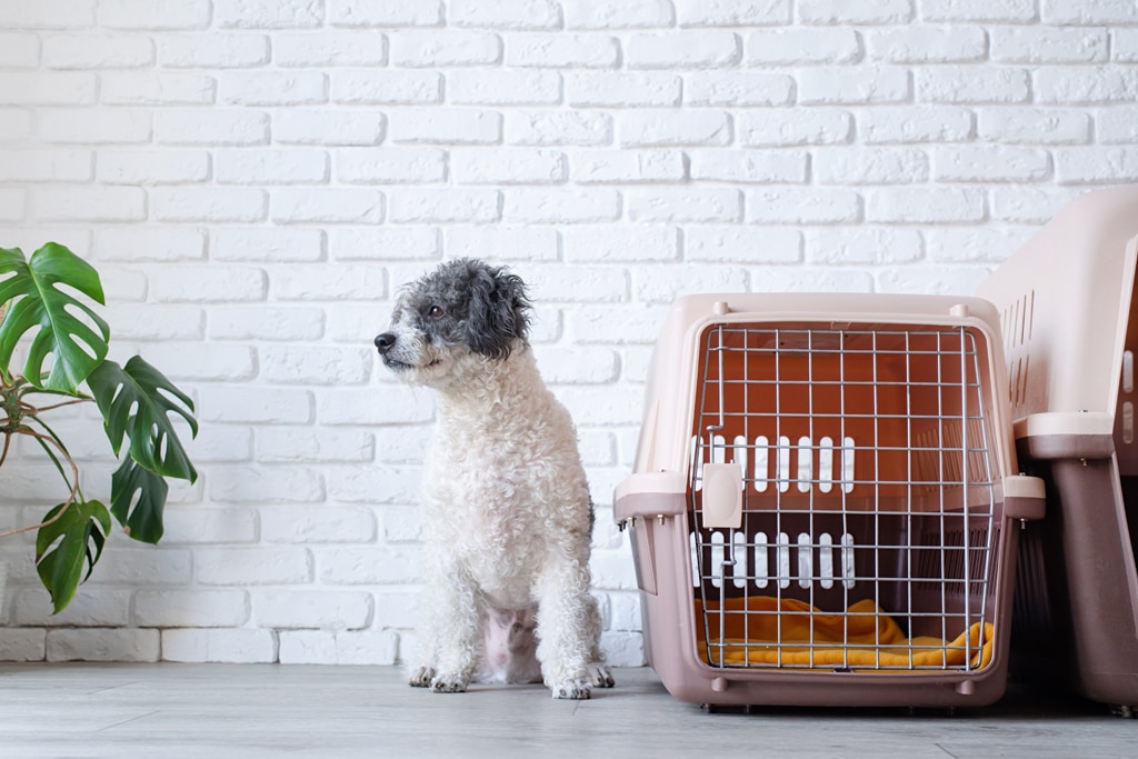 potty training puppy next to kennel