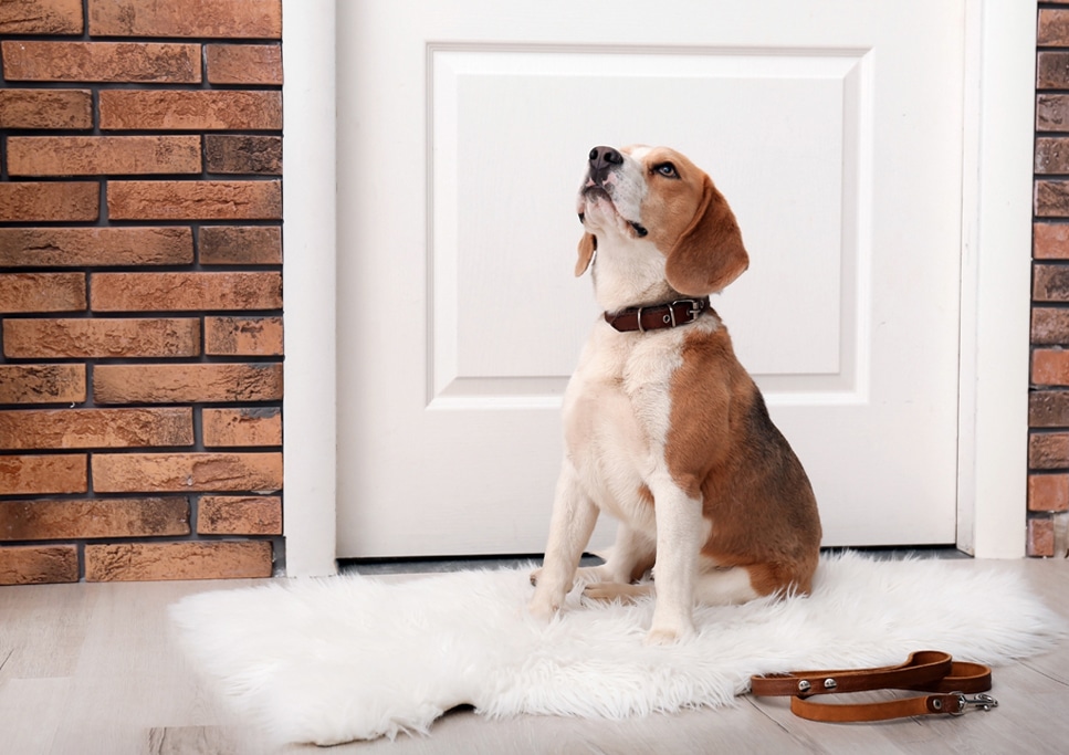 Beagle pup leash puppy training