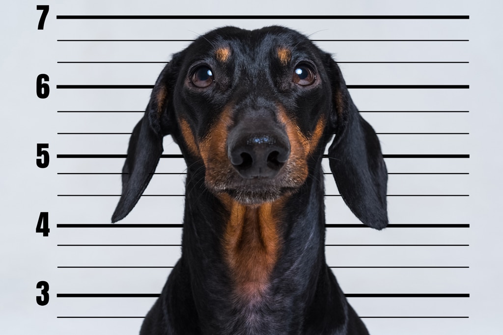 Dauchsund mug shot1024