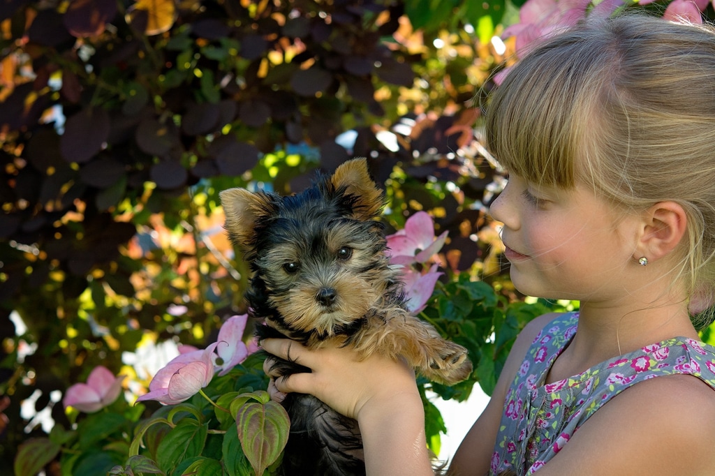 Girl holds yorky pup 1024
