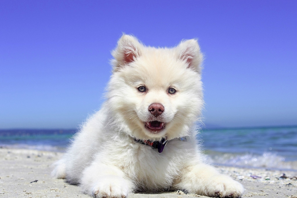 Dog Training in Ponte Vedra White beach puppy1024jpg