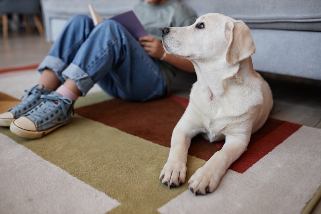 How to introduce a new dog to your home Lab and child reading