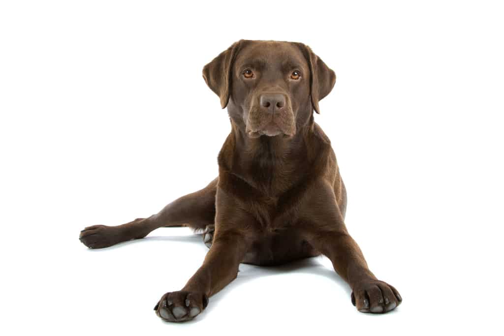 Dog Obedience Training chocolate lab