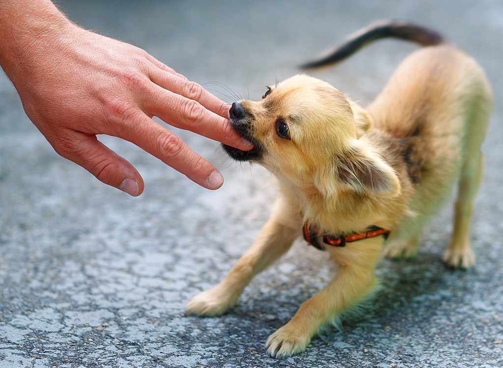 Chihuahua biting finger