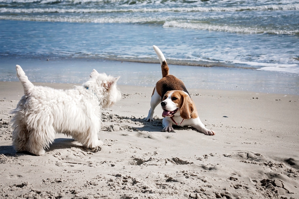 two dogs on beach 1024