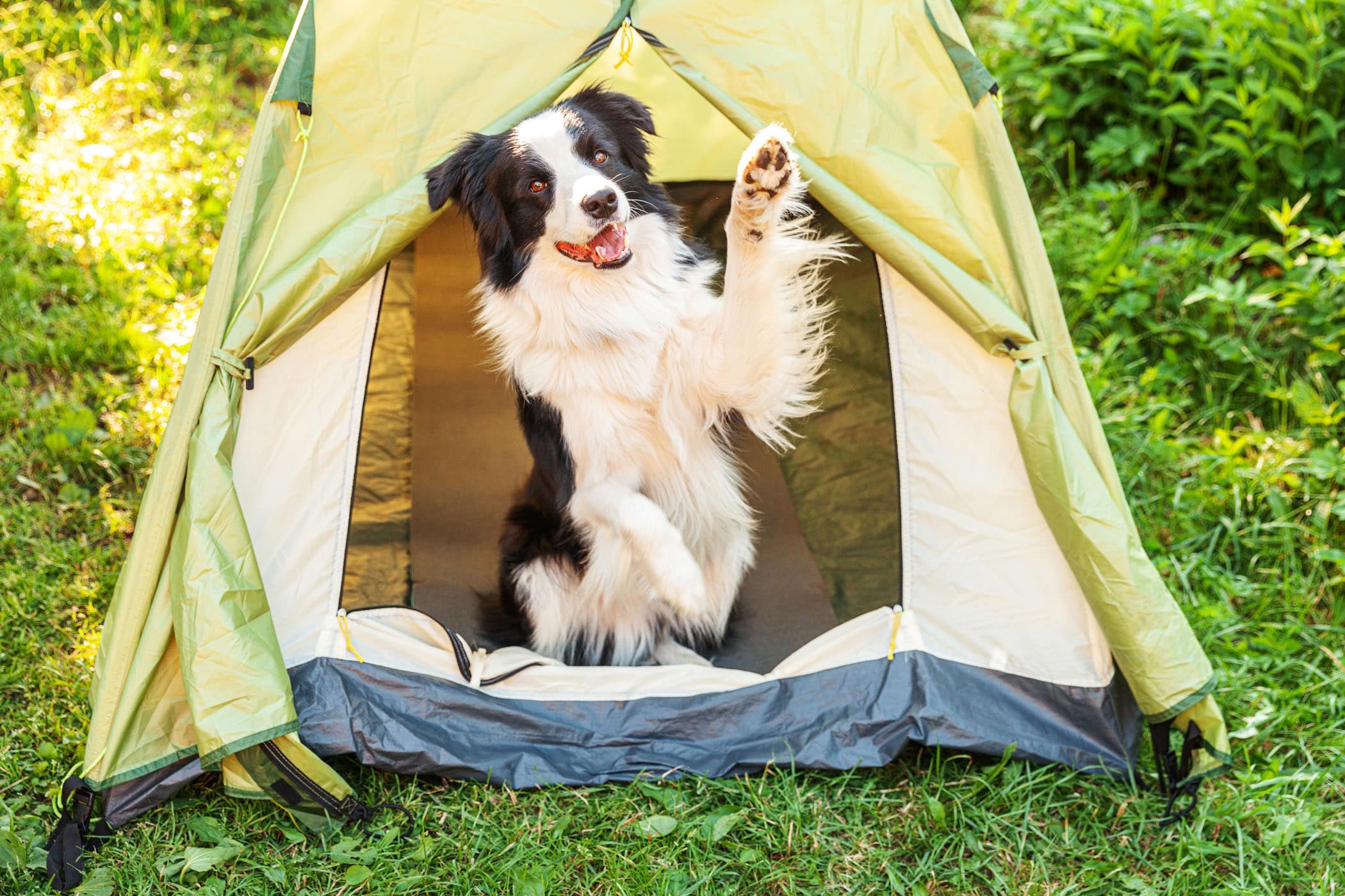 Dog training Ponte Vedra Dog in tent waving