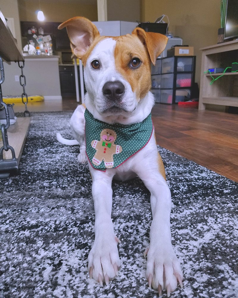 Dog with ginger bread scarf 1000