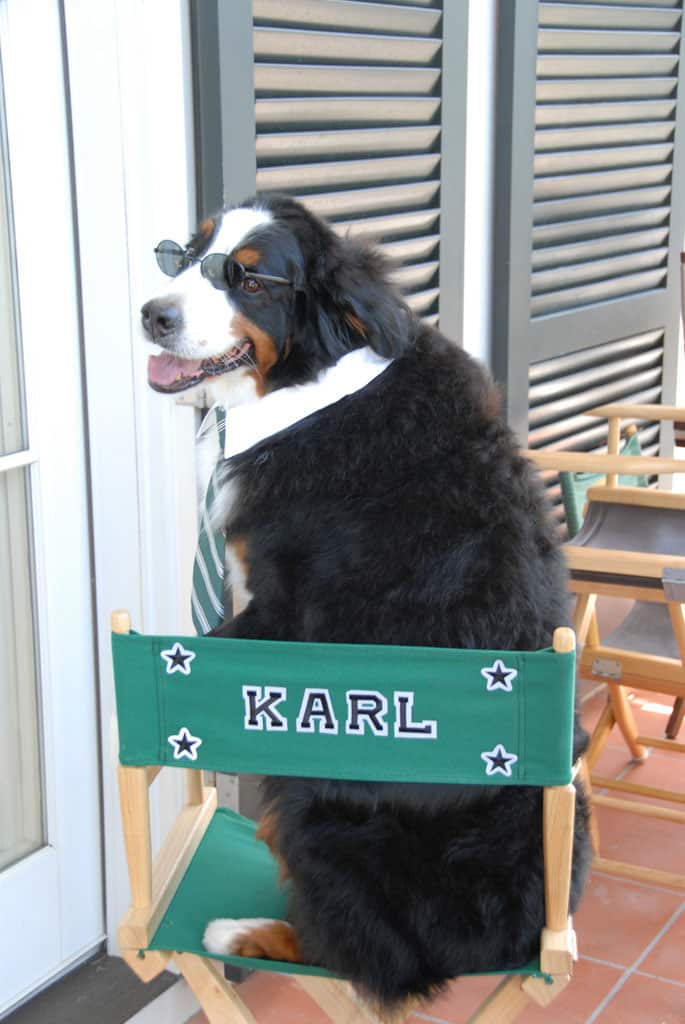 Bernese Mountain Dog Karl actor chair 1024